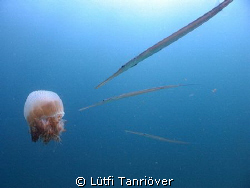 Hello 
Cornetfish after the babyfish in the jellyfish by Lütfi Tanrıöver 